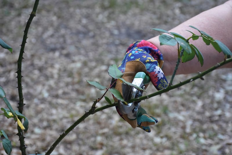 Pruning Tips